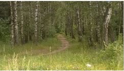 не заблудиться в лесу