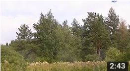 сезон ягод и гриб